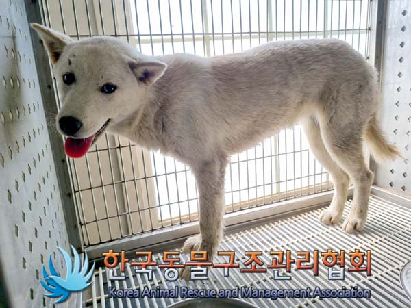 종료(안락사) 믹스…